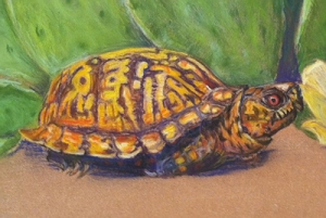 Turtle Detail